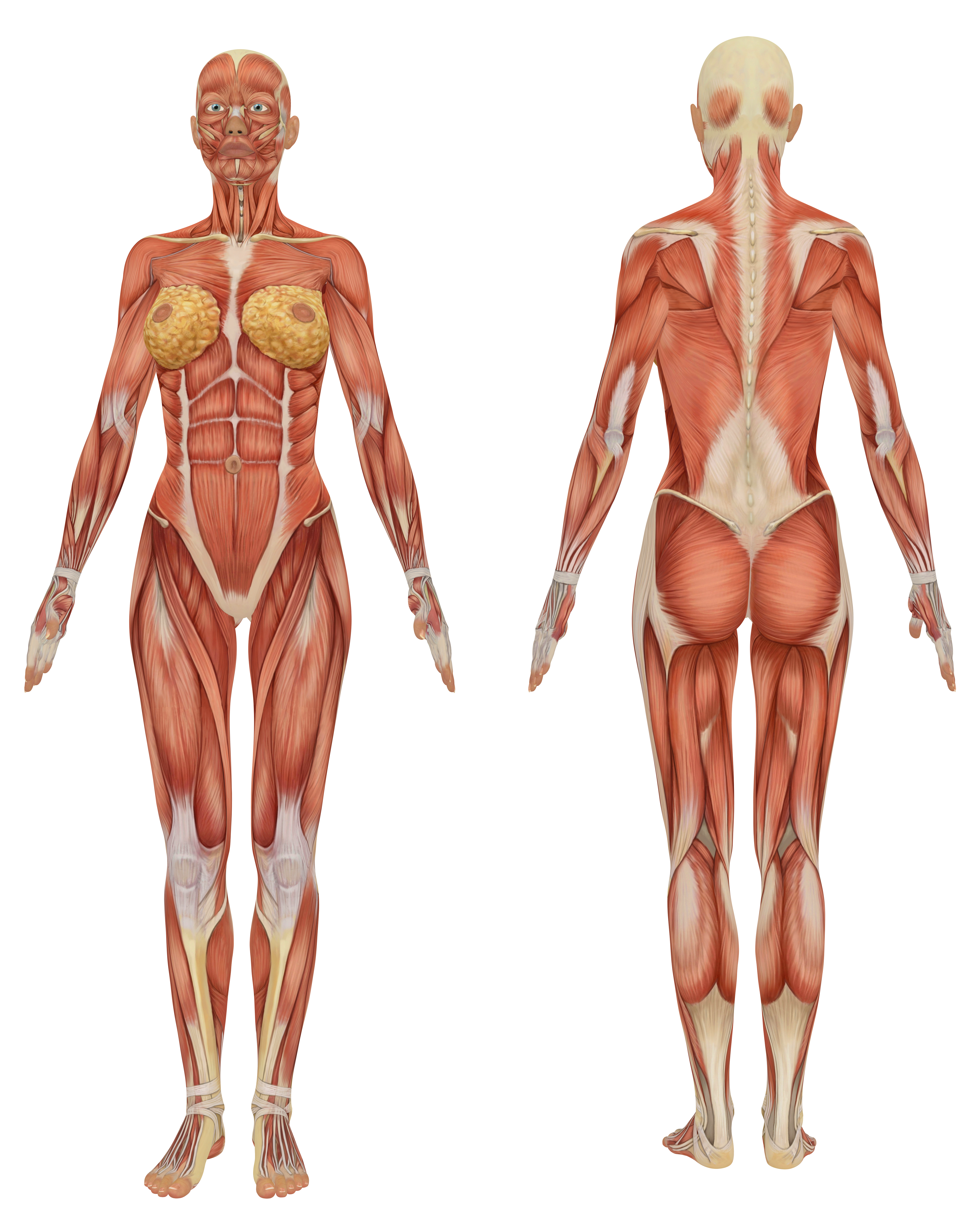 Мышечный скелет женщины